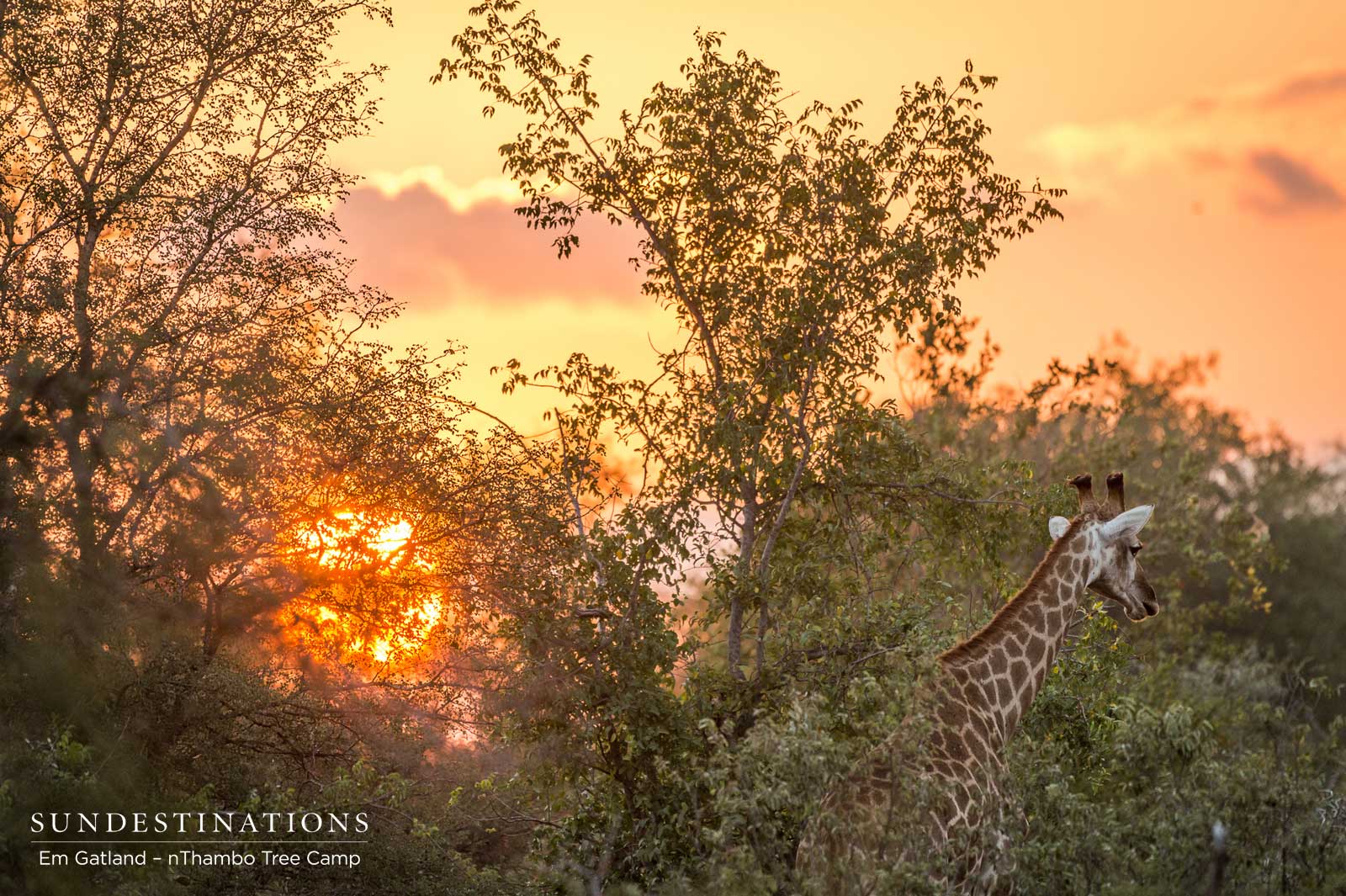 Giraffe in Golden Light