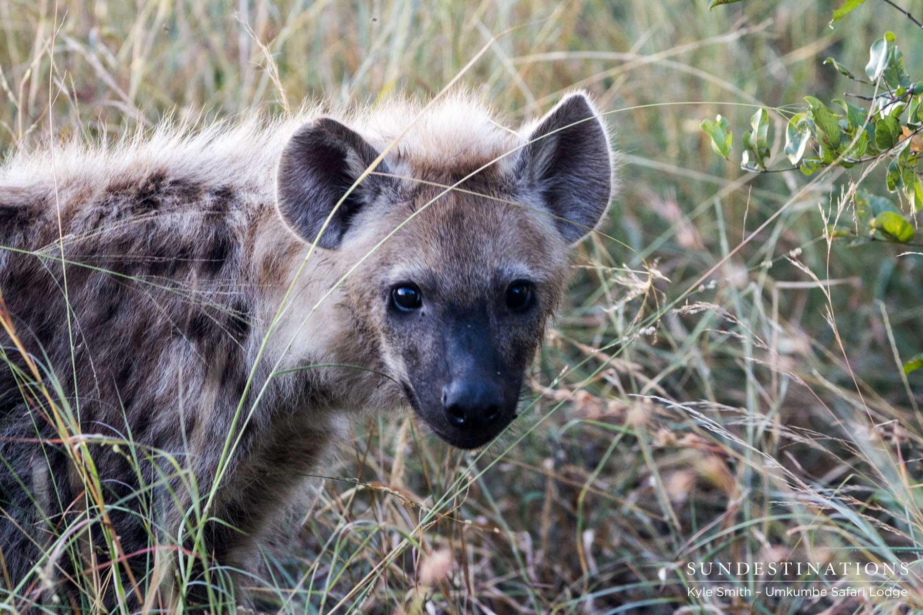 Hyena Looking for Prey