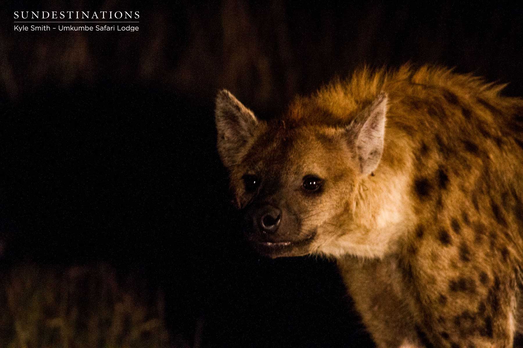 Hyena at Night