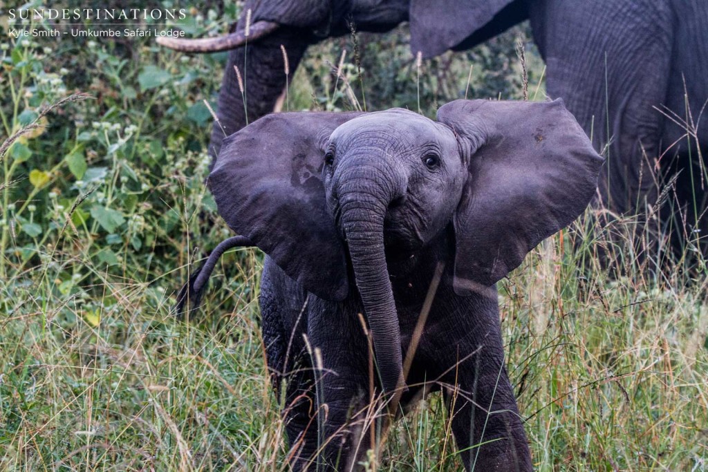 One of the youngest herd members with the biggest attitude