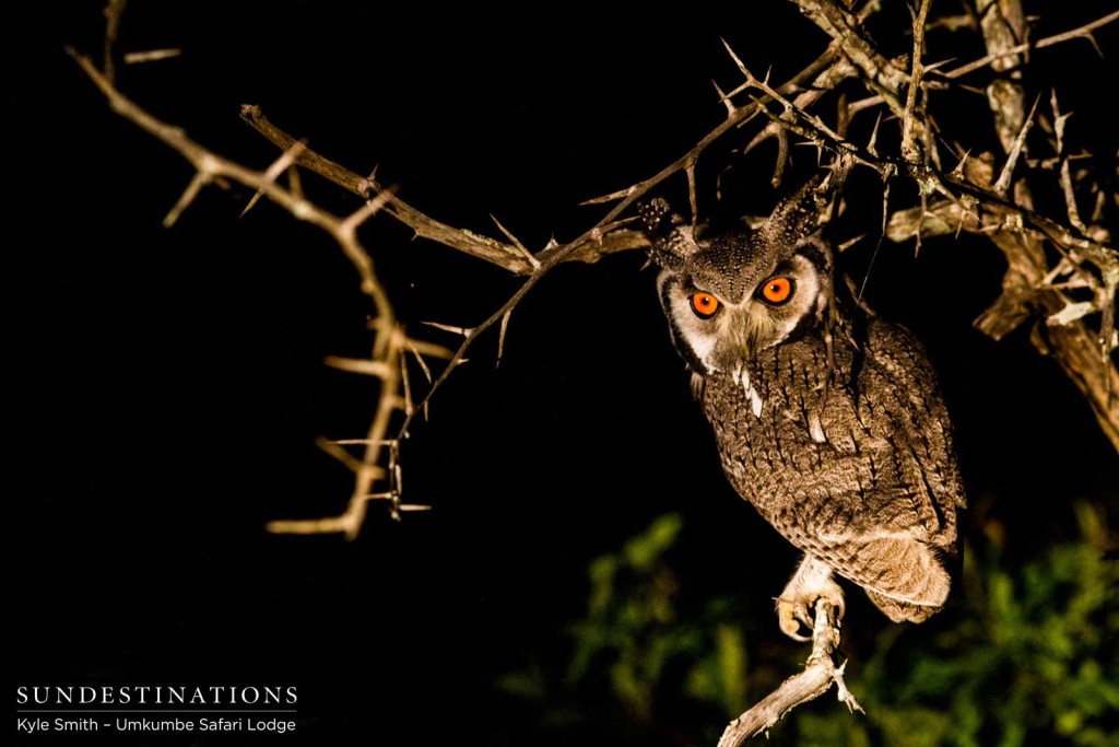 Unmistakable amber-eyed glare from a Southern white-faced owl