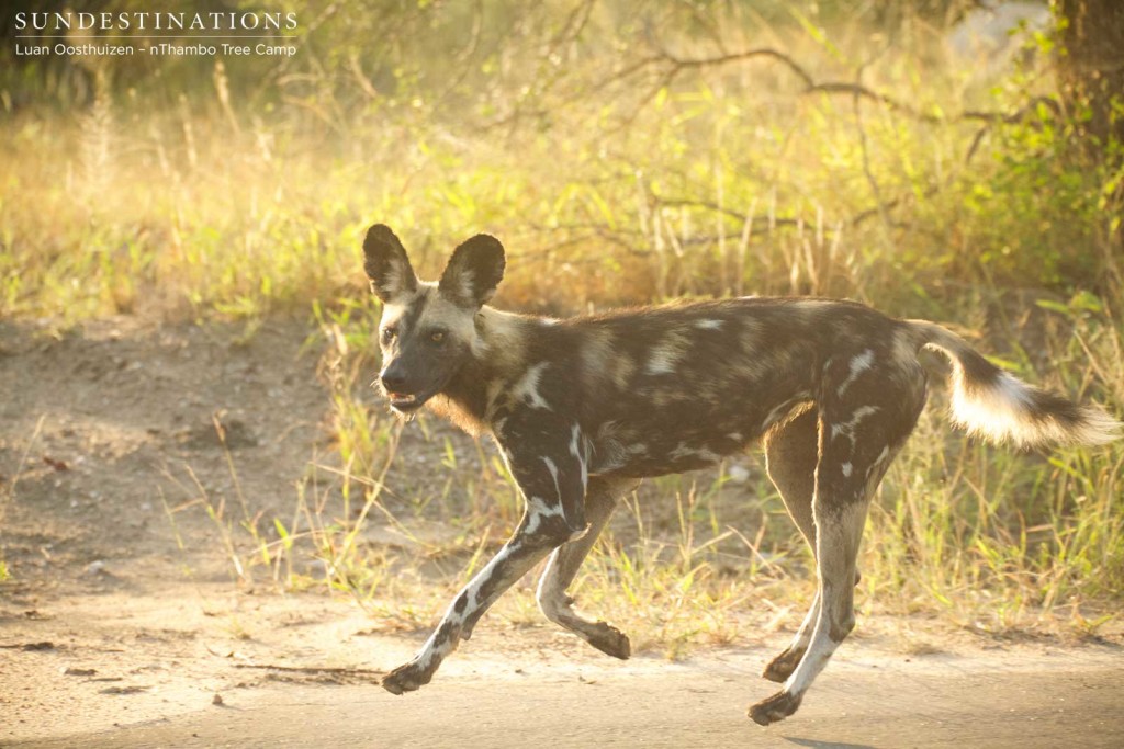 African wild dogs in Klaserie