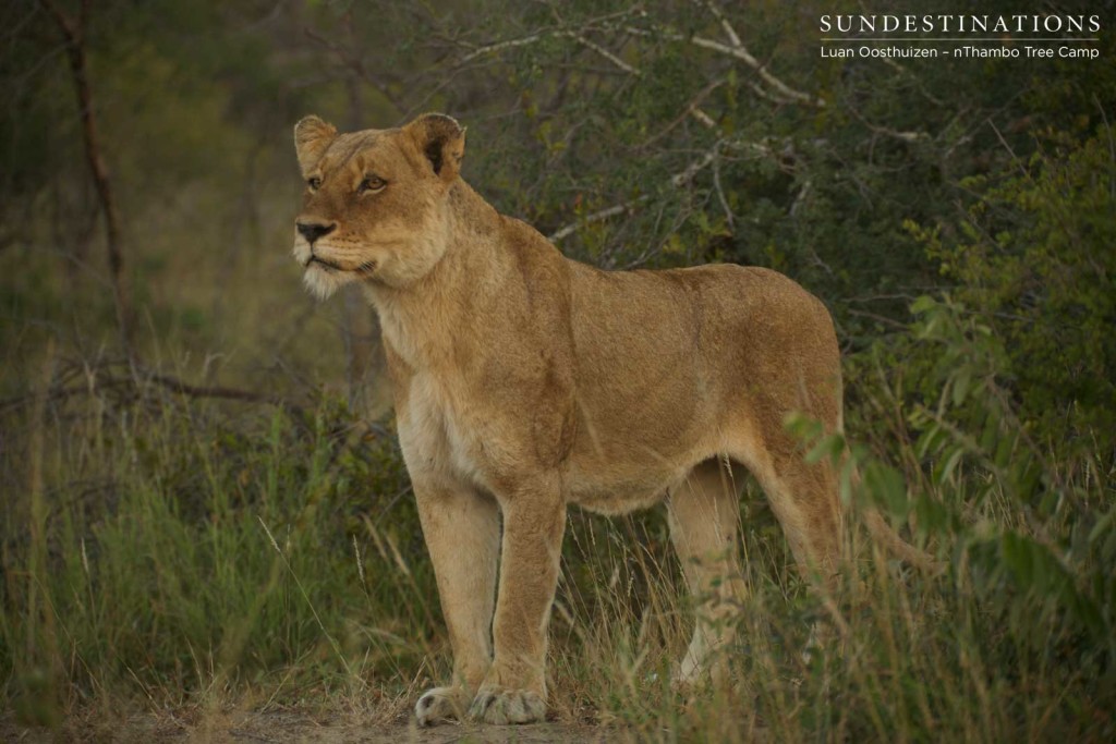 Ross Breakaway lionesses