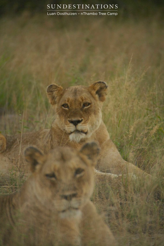 Ross Breakaway lionesses