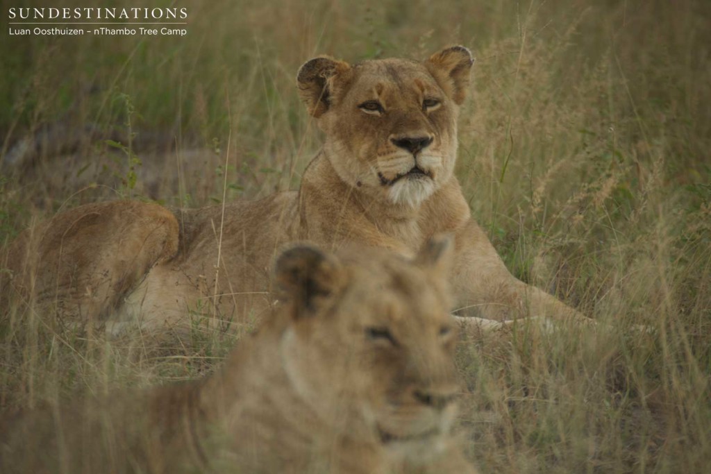 Ross Breakaway lionesses