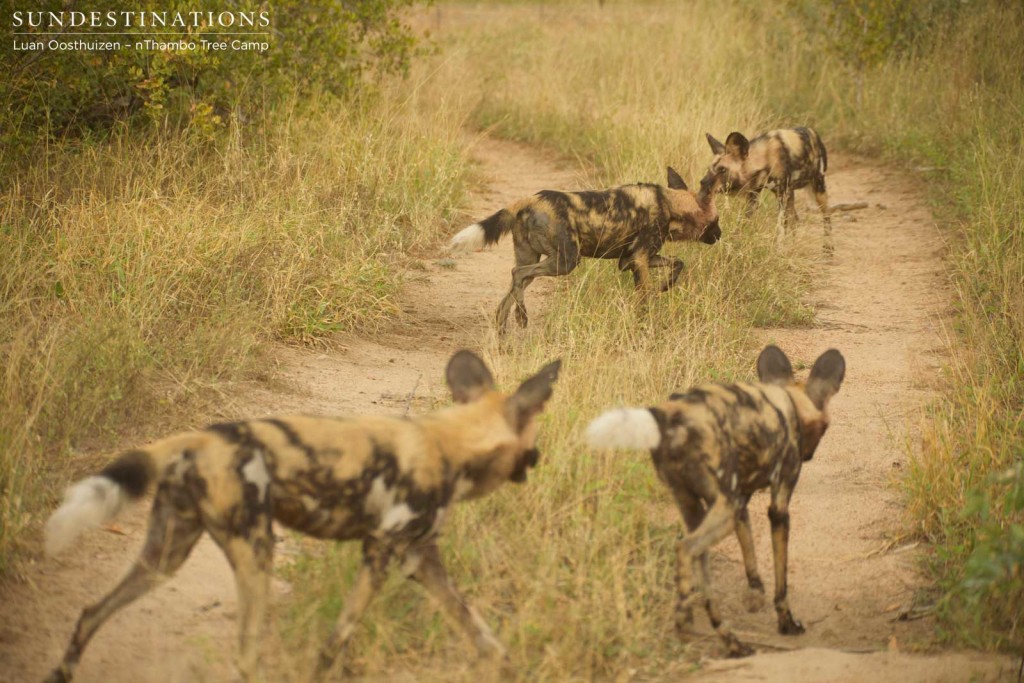 African wild dogs in Klaserie