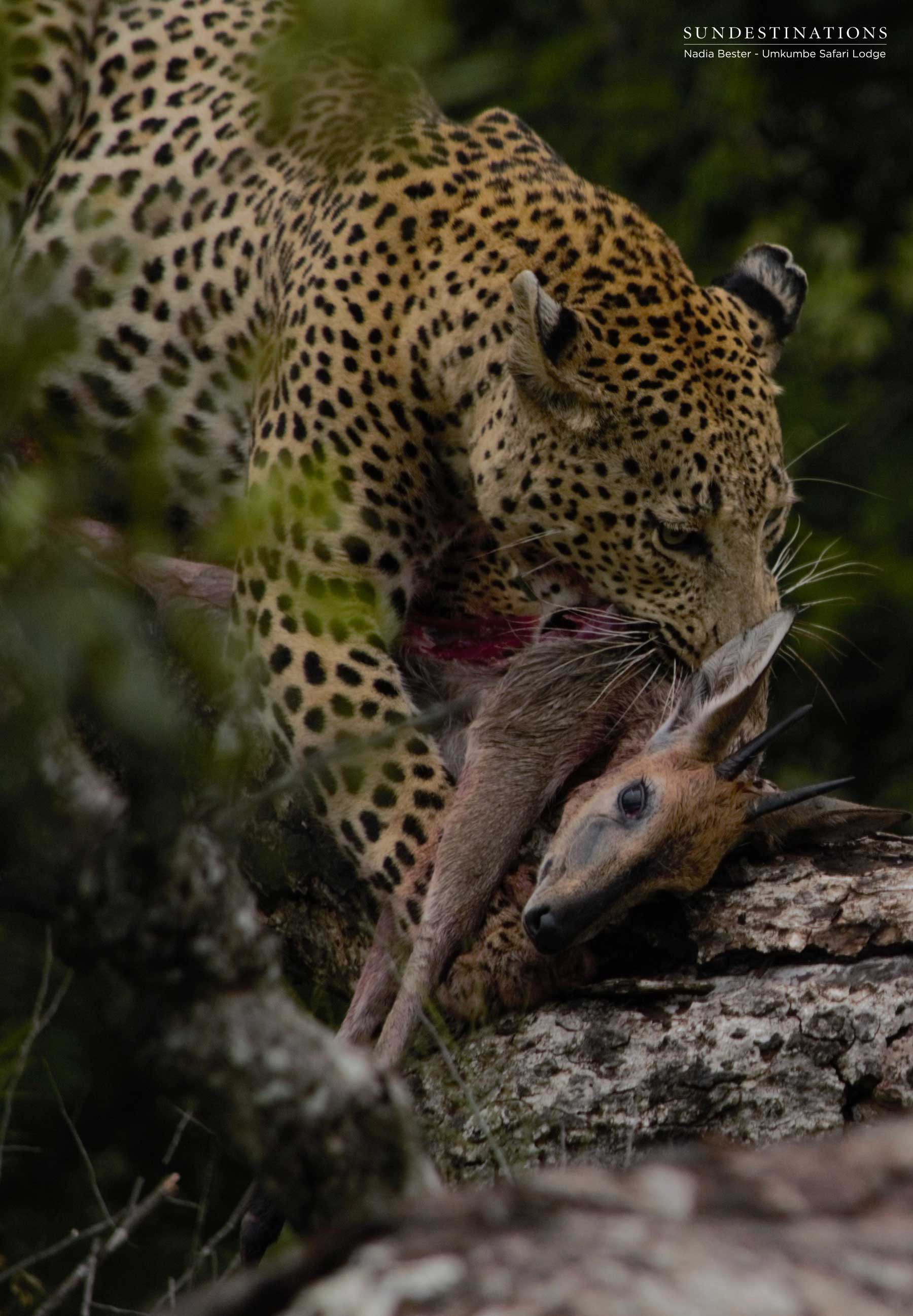 Max with Duiker Kill