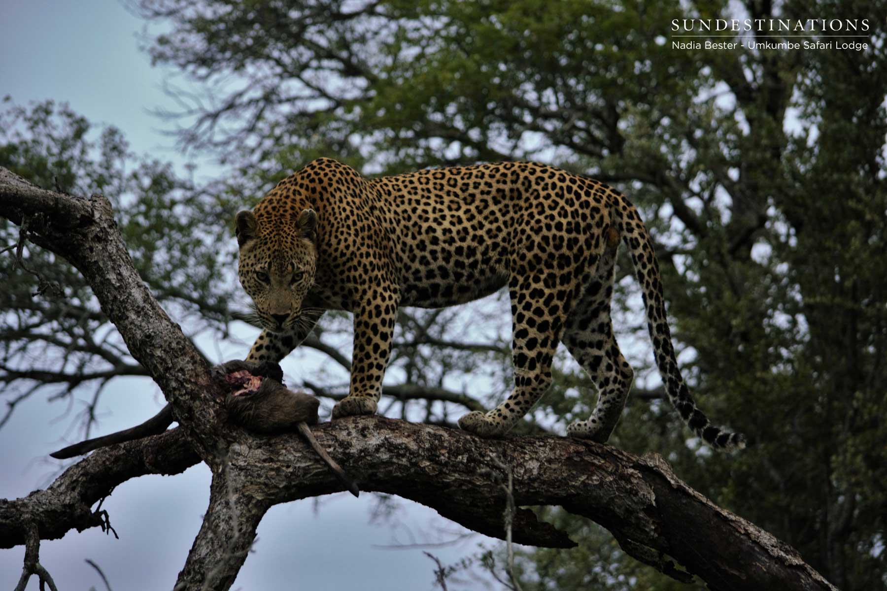 Mxabene with Duiker Kill