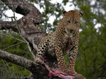 Mark Morrison’s 1996 hit single “Return of the Mack” is a fitting background song for this blog post. When Nadia Bester from Umkumbe Safari Lodge animatedly told us that Mxabene the male leopard had returned to hallowed ground, we rejoiced with excitement. Max is a firm favourite on the Umkumbe traverse and is often spotted a […]