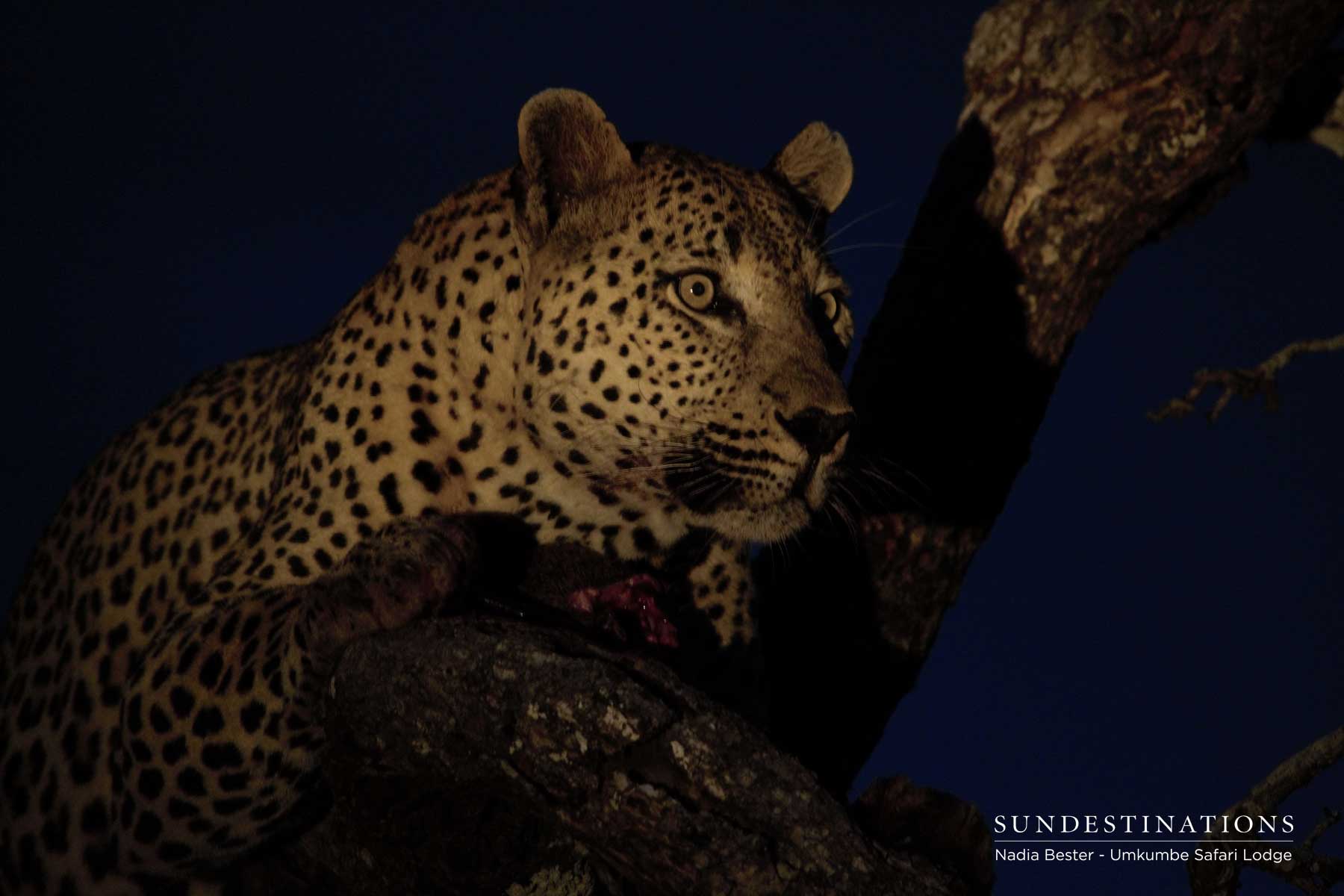 Mxabene Spots White Dam Cub