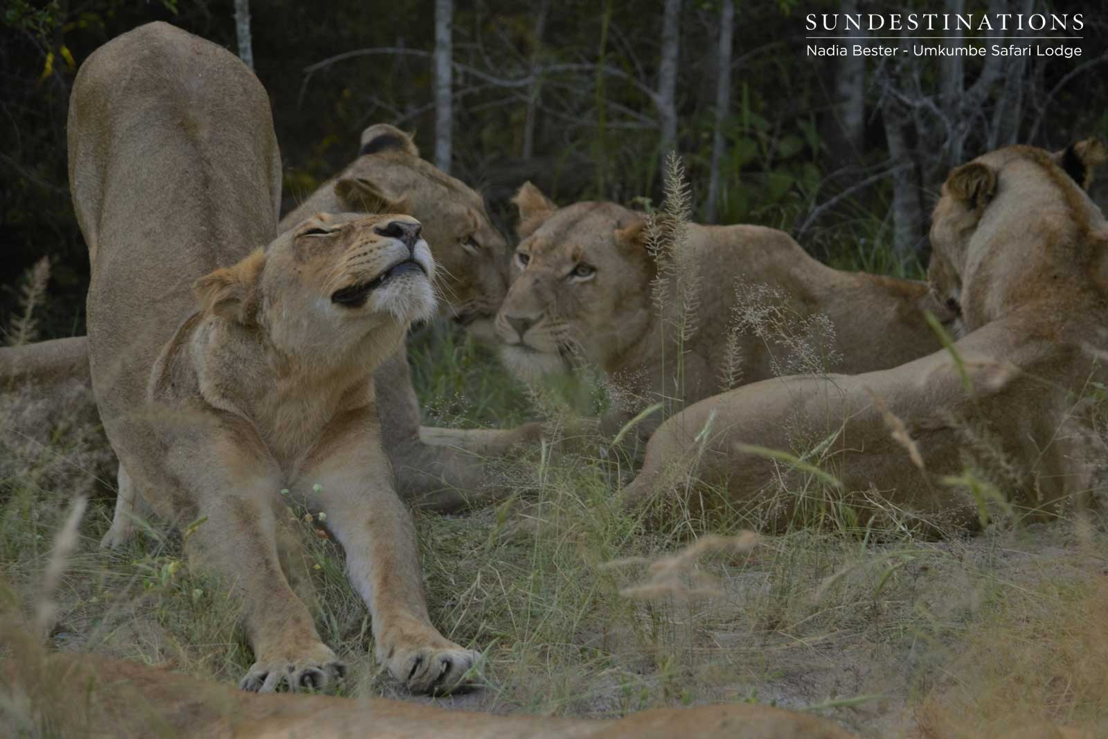 Lionesses of Mhangeni Pride