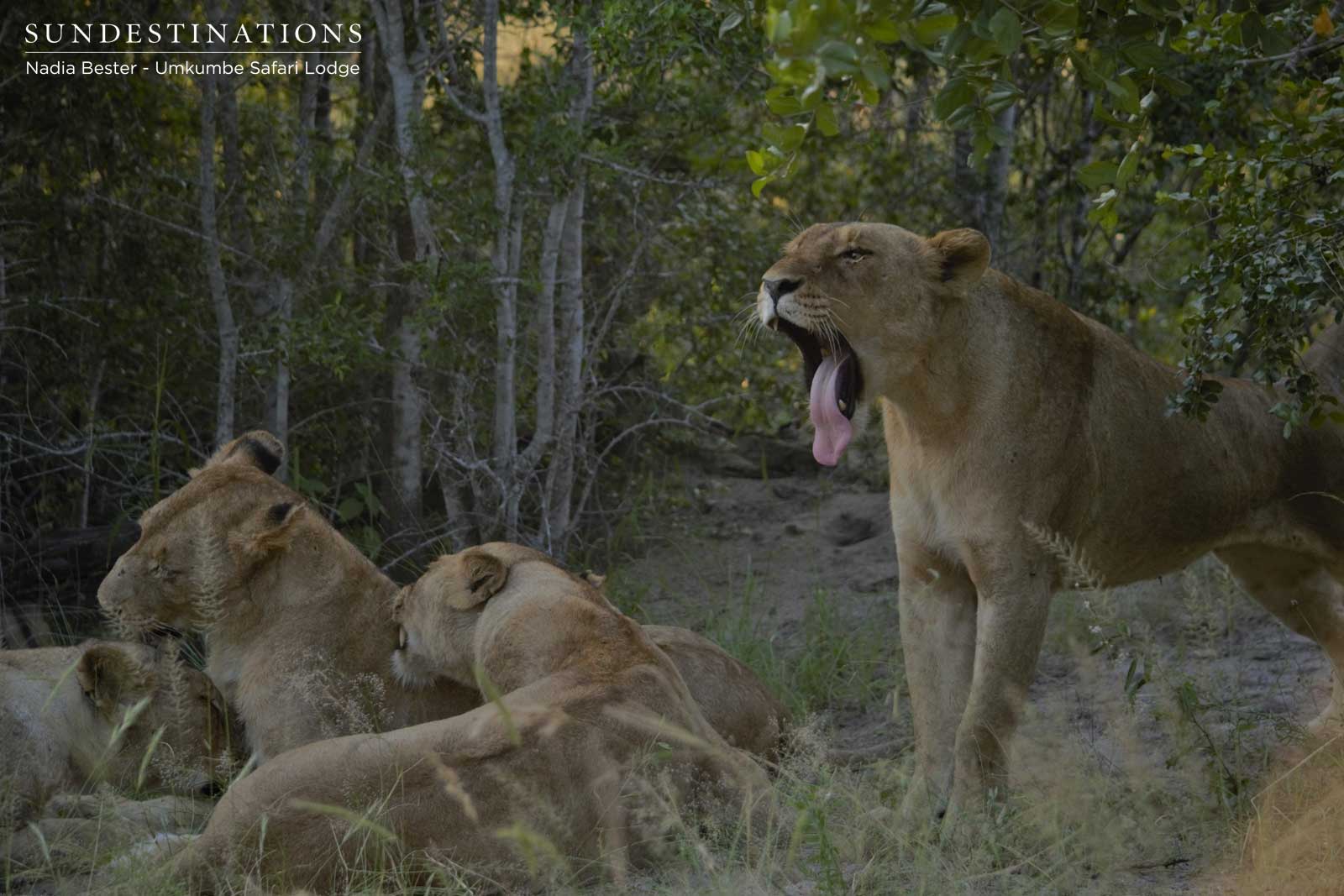 Mhangeni Lioness Yawning