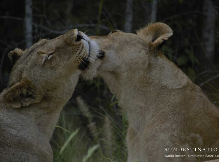 BREAKING NEWS : 6 Mhangeni Breakaway Lionesses KILL Another Lioness