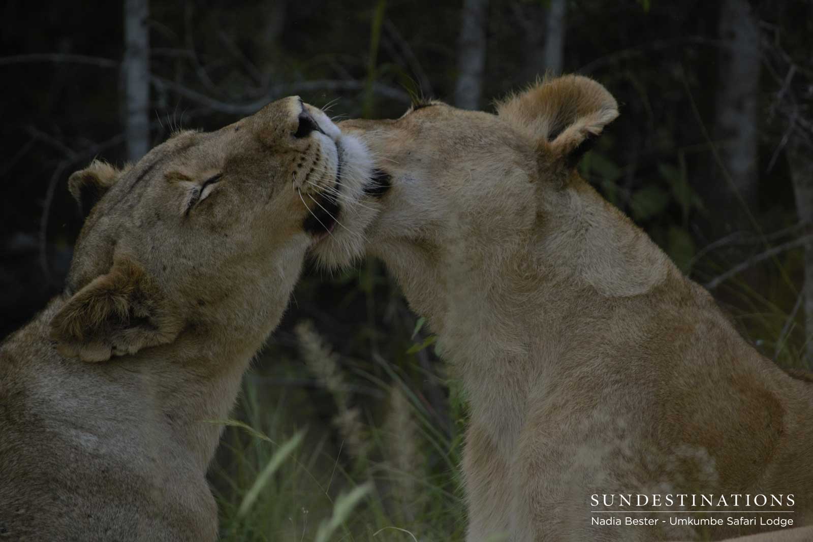 Mhangeni Lioness Love