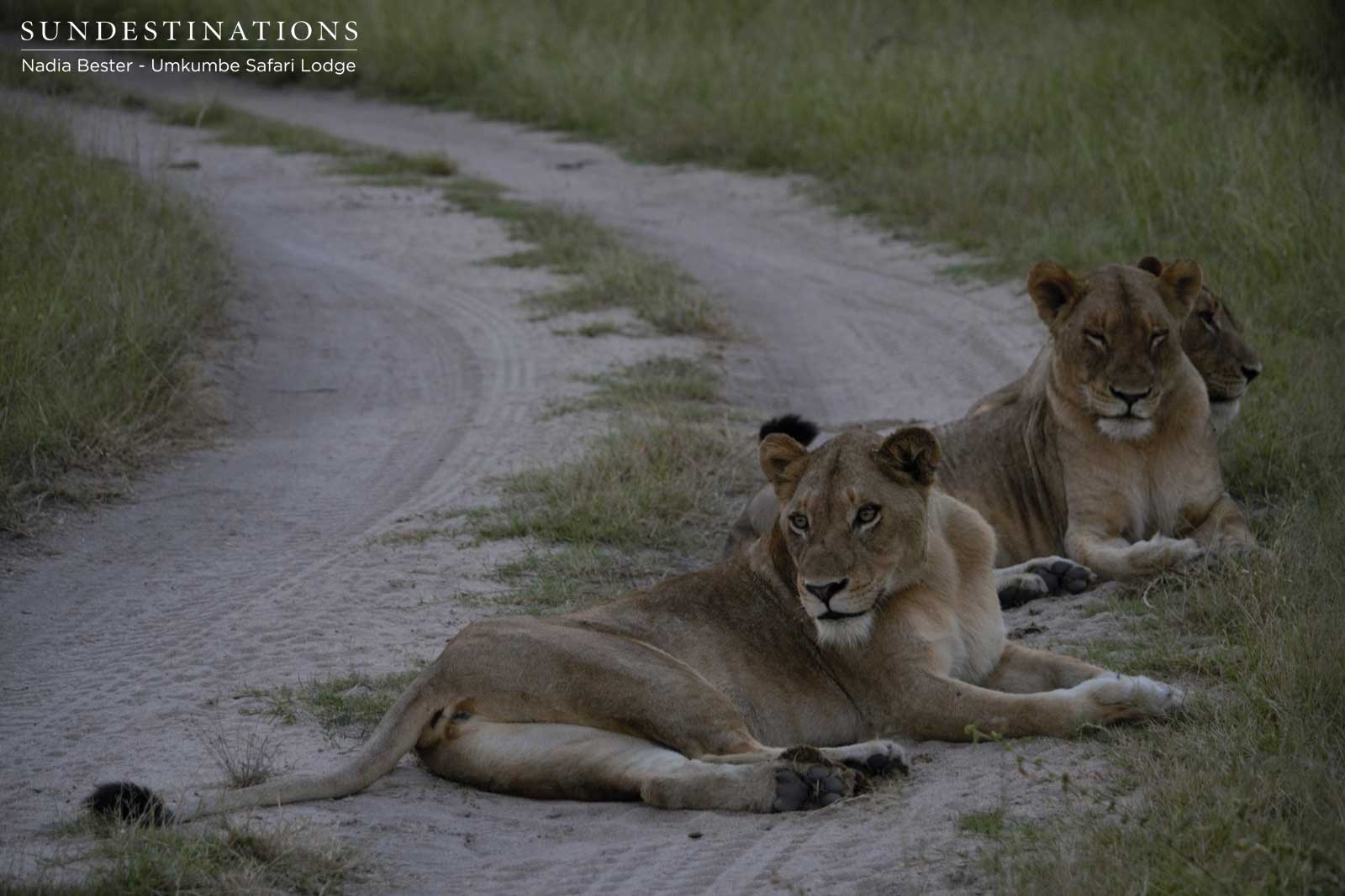 Mhangeni Lions in Road