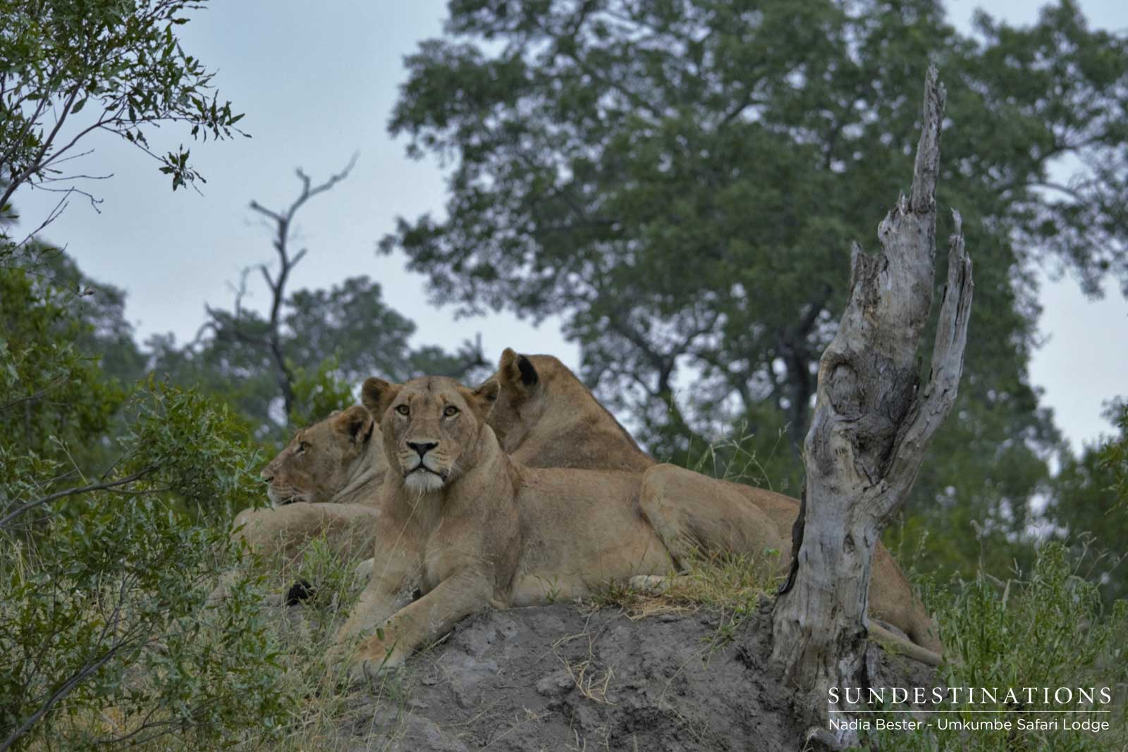 Mhangeni Lioness on Rock
