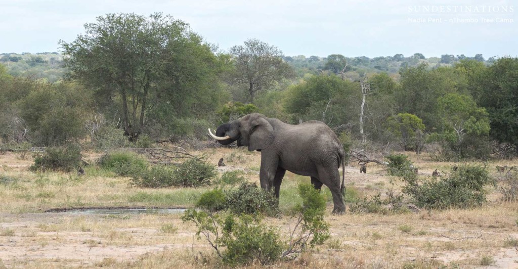 Elephant visitors occupy the open area in front of nThambo Tree Camp