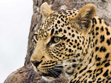 The prevalence of leopards within the Sabi Sand is a well-documented subject and eager safari-goers flock to the reserve to seek out this mysterious rosette patterned cat. The abundance of drainage lines, access to prey, water sources, and a varied habitat provides the perfect breeding and hunting grounds for leopards. The Sabi Sand, sharing unfenced […]