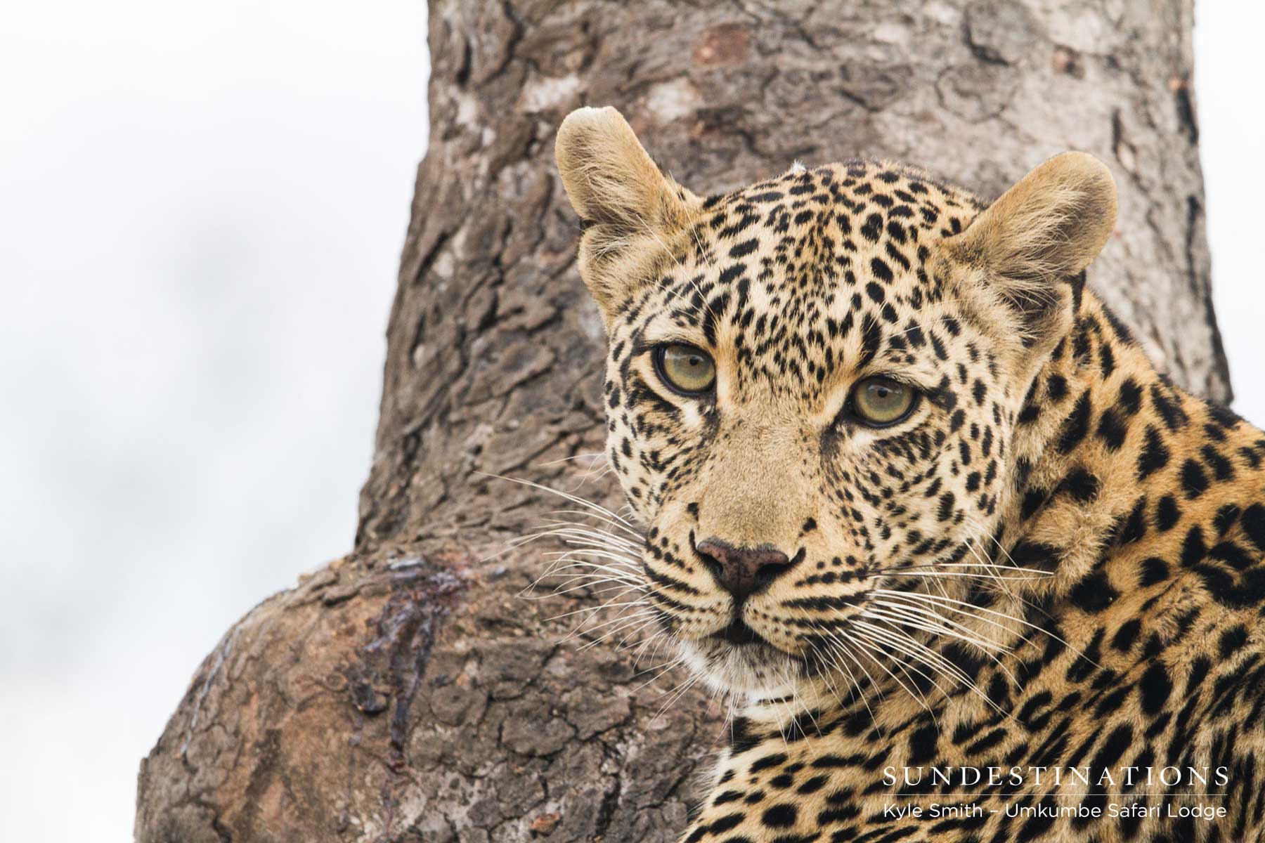 Tatowa the Leopardess