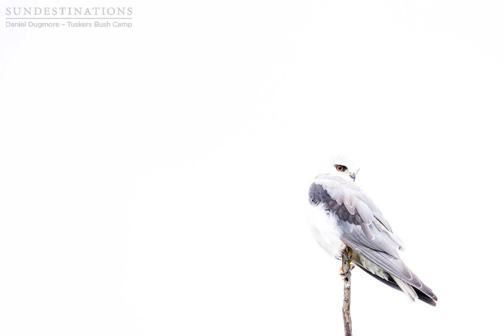 Black-shouldered kite