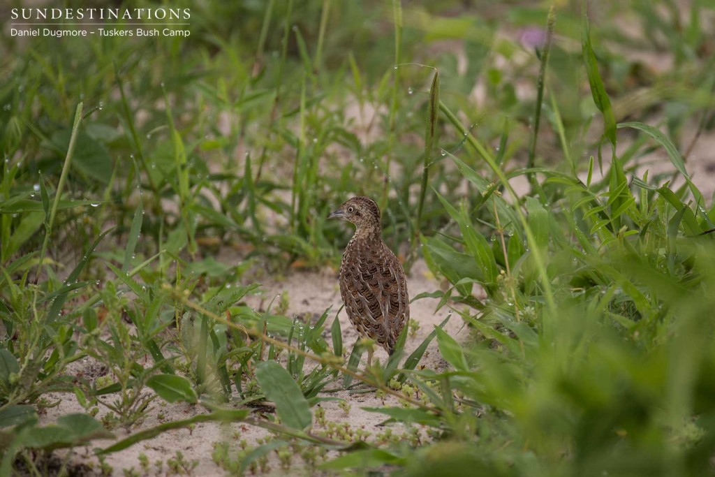 Kurricane buttonquail