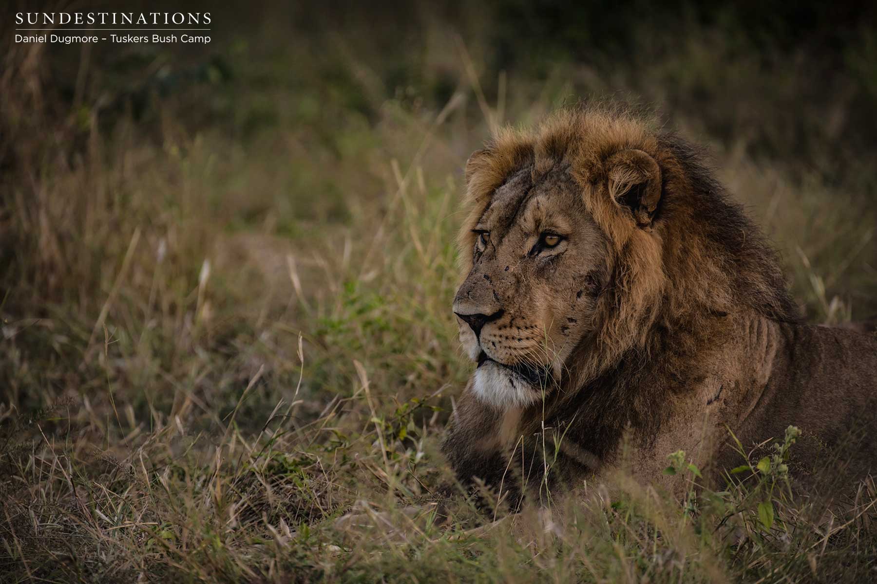 Botswana Male Lion - Tuskers
