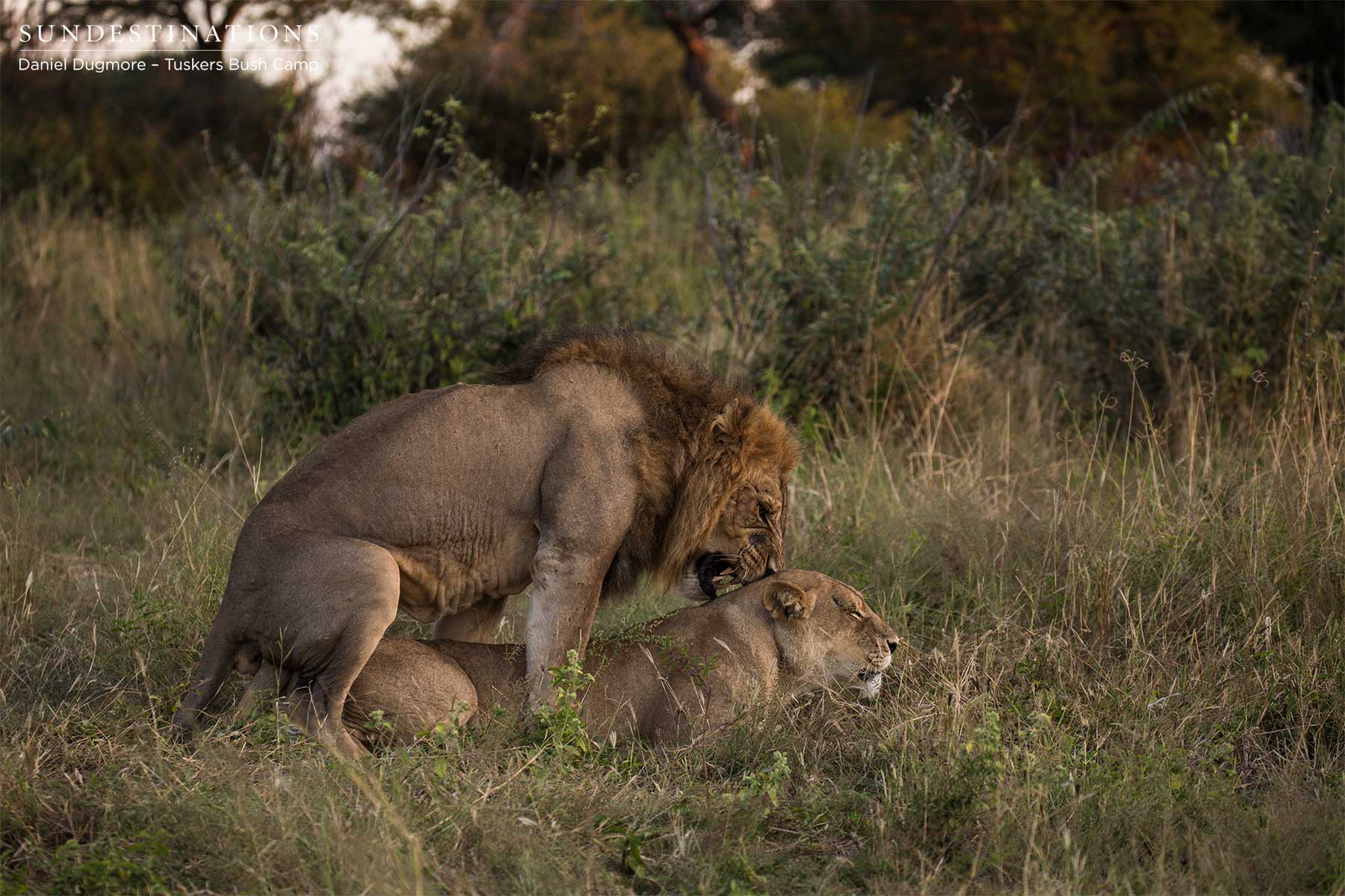 Lions at Tuskers Bush Camp Mating