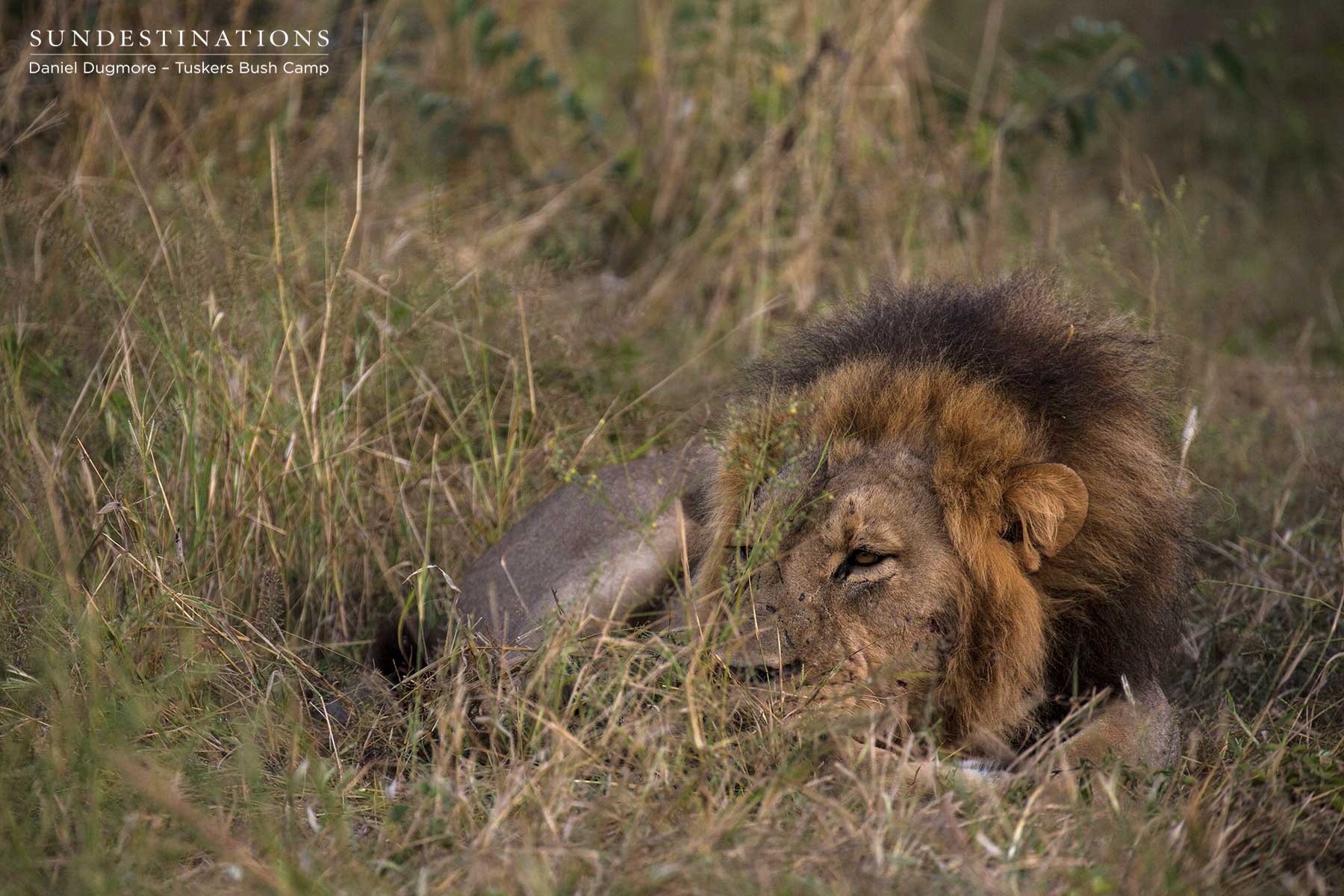 Male Lion Tuskers Bush Camp
