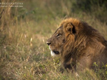 Our lion sightings in the Kwatale Concession appear to be snowballing, and our tawny beasts are no longer wanting to remain hidden in the dense shrubbery surrounding Tuskers Bush Camp. Their behaviour is so brazen at the moment that they feel no shame in mating right out in the open, in front of the game […]
