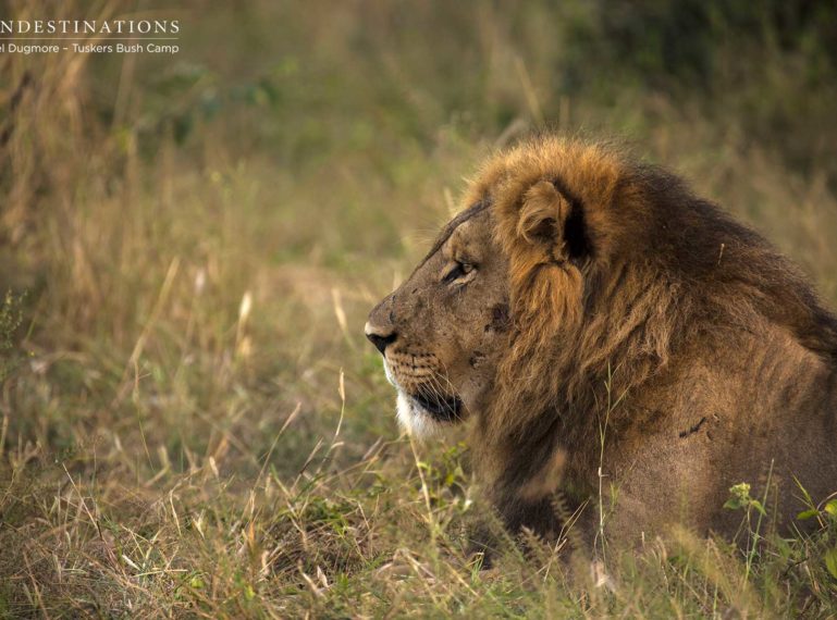 Kwatale Concession : Tuskers Bush Camp Lions Caught in the Act!