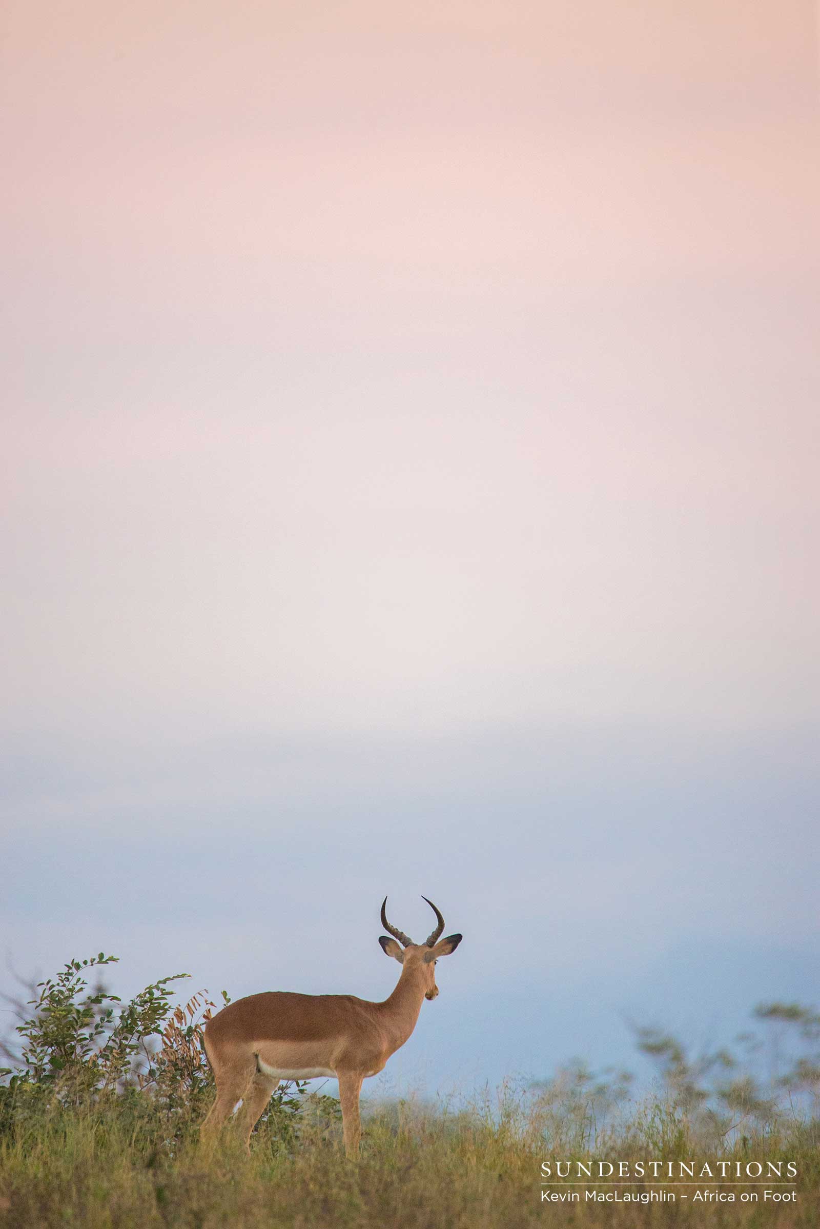 Impala Africa on Foot