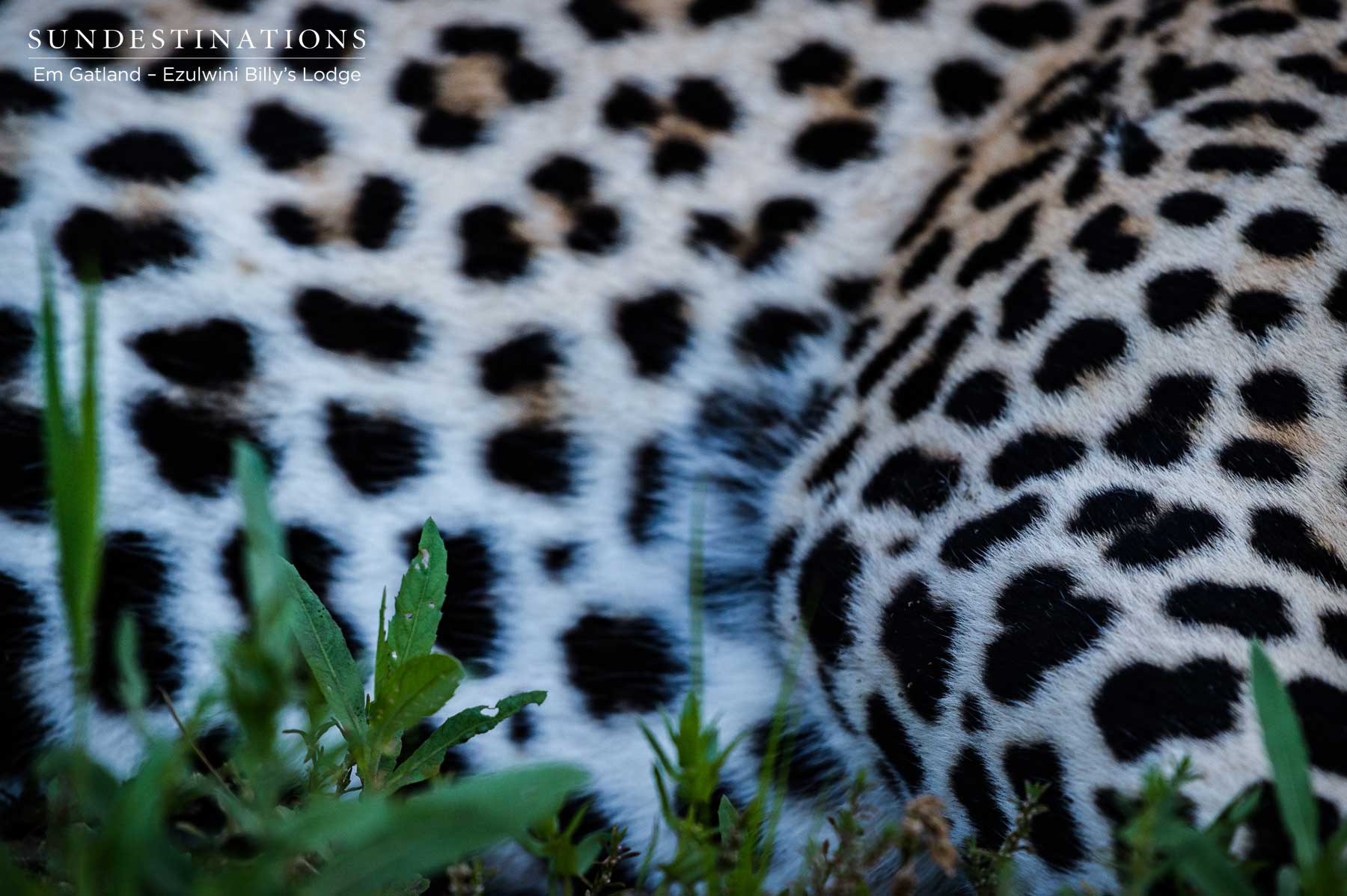 Ezulwini Chavaluthu Leopard