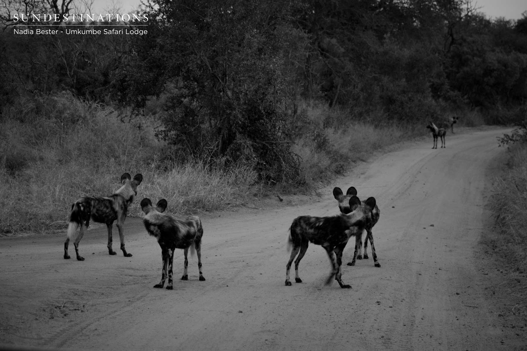 Wild Dogs Umkumbe