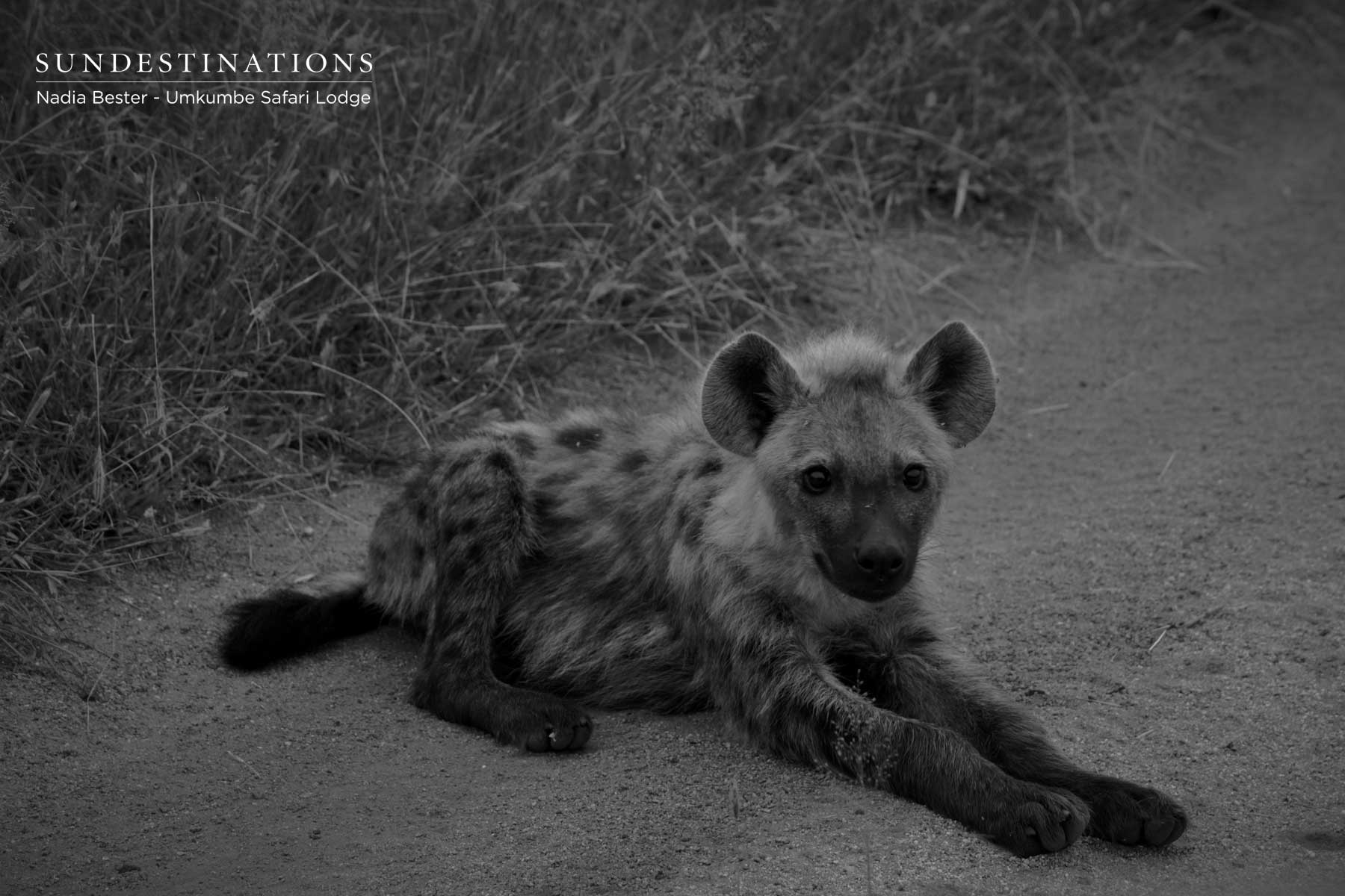 Hyena Cub at Umkumbe