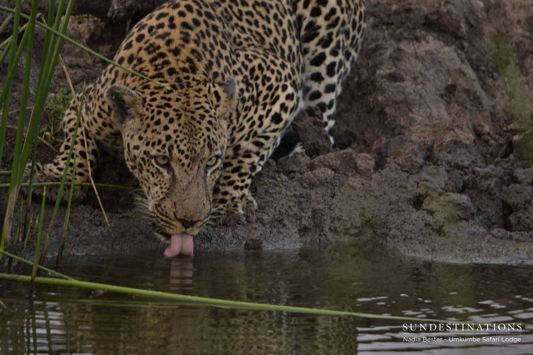 Bicycle Crossing Leopard