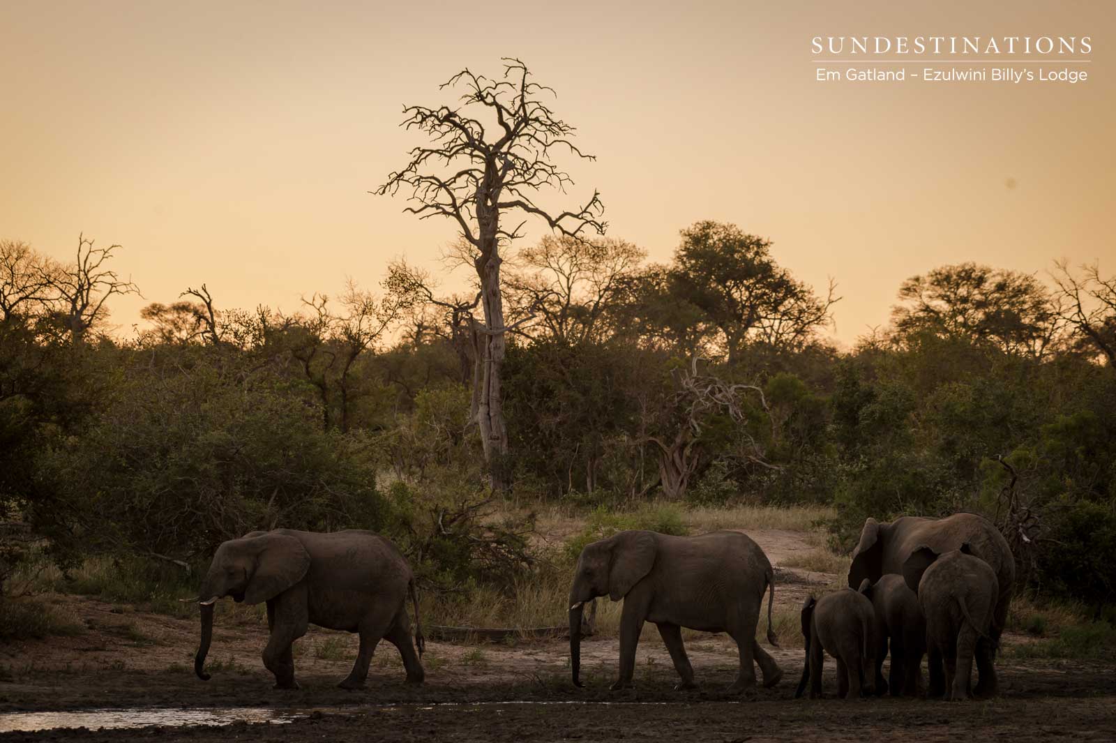 Ezulwini Elephants at Waterhole