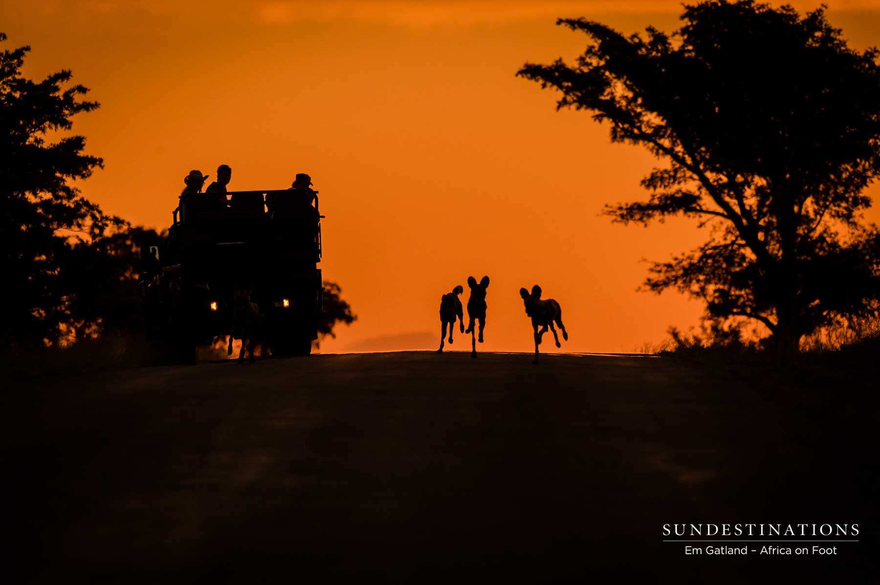 Wild Dogs Africa on Foot