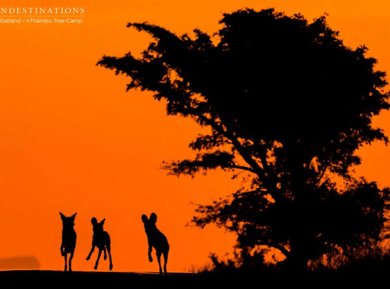 African Wild Dogs at Sunset