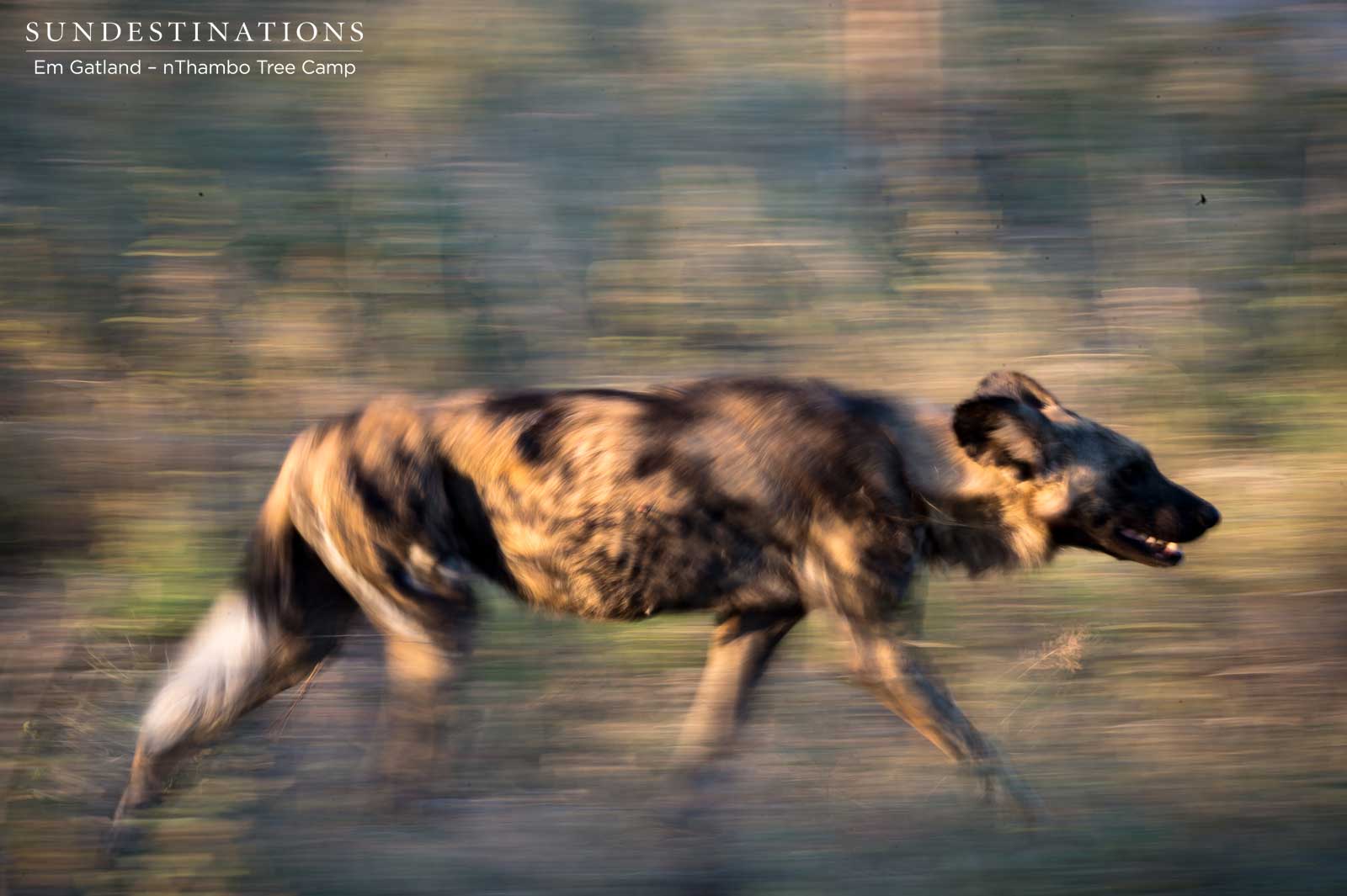 Wild Dogs on the Move