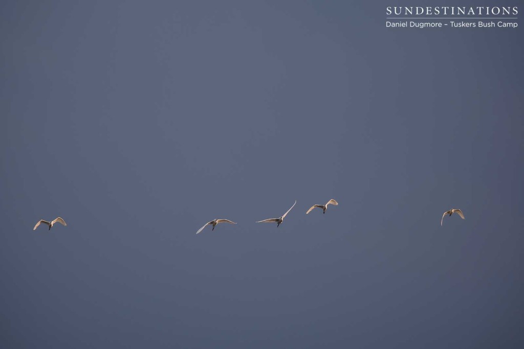 Little egrets