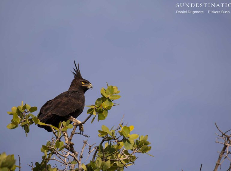 Twitchers Be Crazy! Birding in Botswana Has Never Been Better