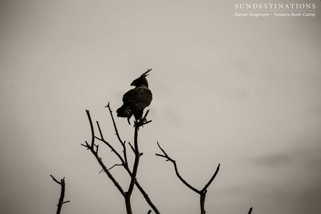 Long-crested eagle