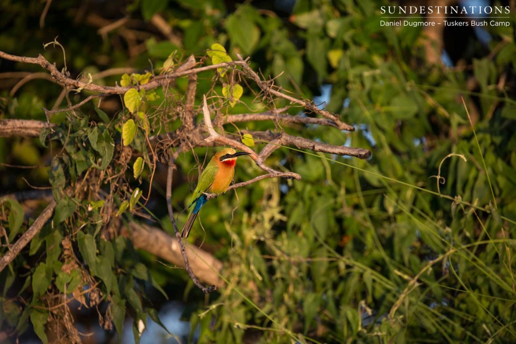 White-fronted bee-eater