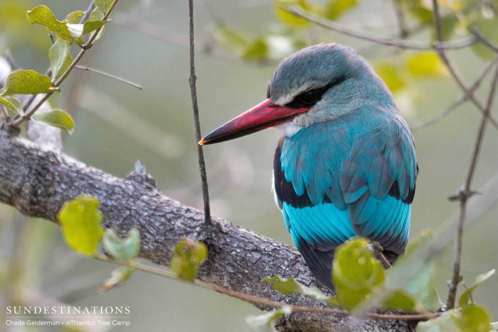 Woodland kingfisher