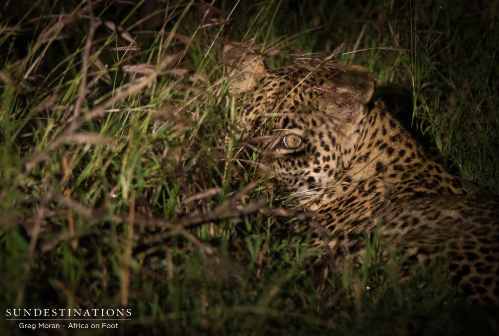 Bundu, male leopard in Klaserie