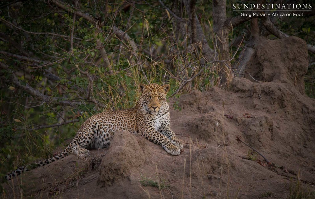 Bundu, male leopard in Klaserie