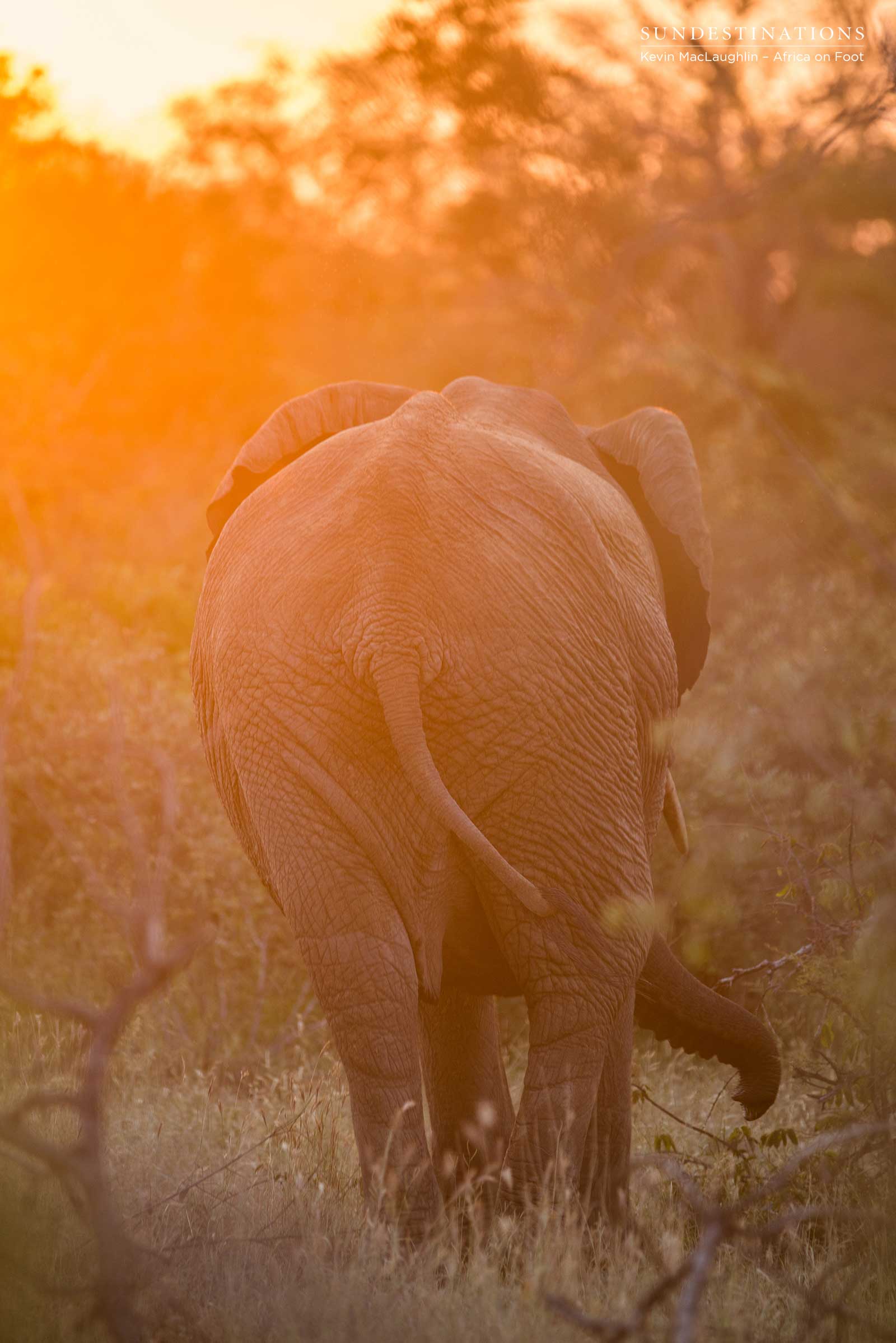 Africa on Foot Elephants