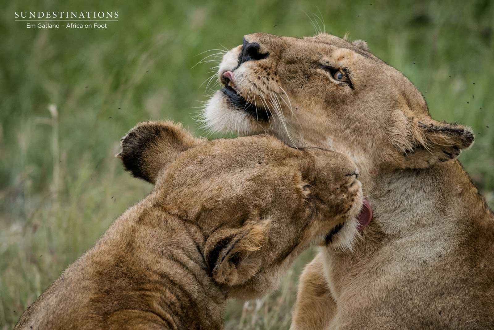Lion Love on Safari