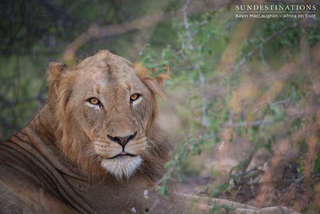 Nomadic pride from Balule at Africa on Foot and nThambo