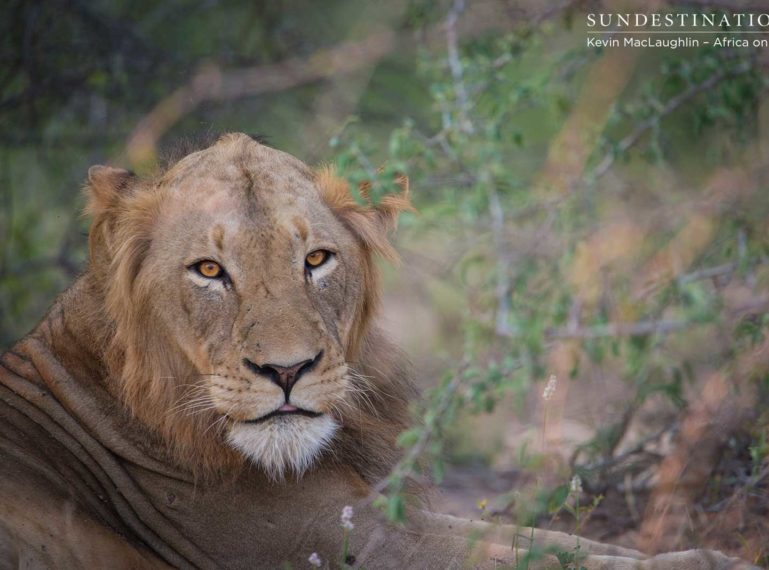 Nomadic lion returns to Africa on Foot with a pride of 3 females